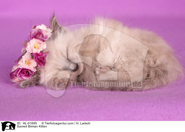 Heilige Birma Ktzchen / Sacred Birman Kitten / HL-01695