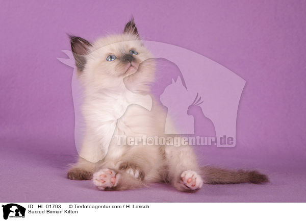 Heilige Birma Ktzchen / Sacred Birman Kitten / HL-01703