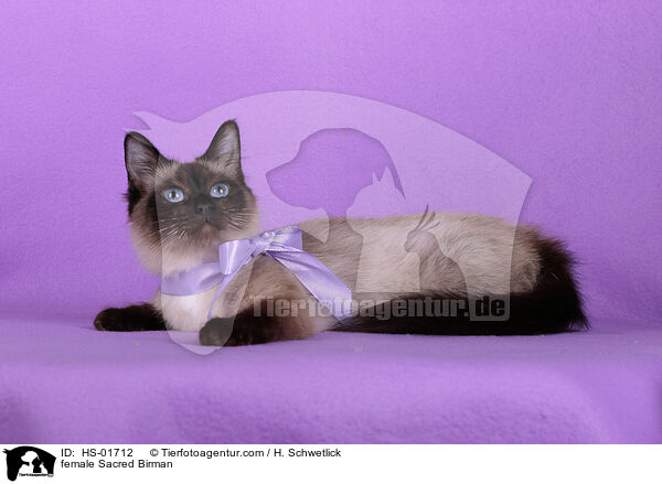 Heilige Birma Ktzin / female Sacred Birman / HS-01712