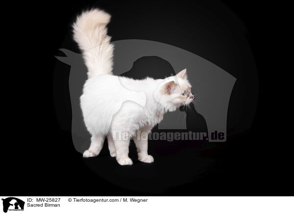 Heilige Birma / Sacred Birman / MW-25827