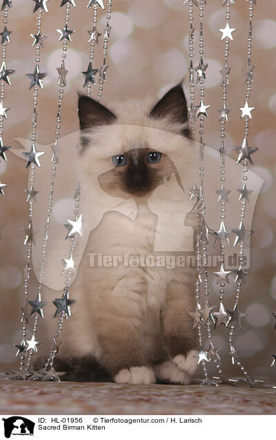 Sacred Birman Kitten / HL-01956