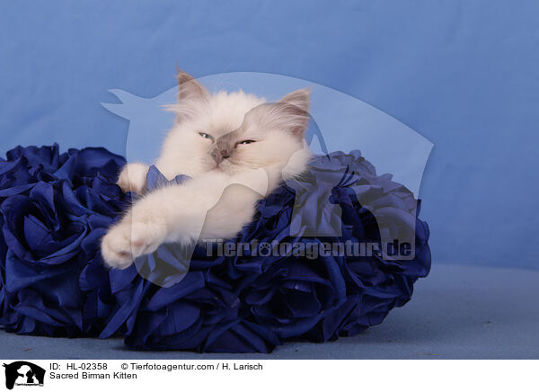 Heilige Birma Ktzchen / Sacred Birman Kitten / HL-02358