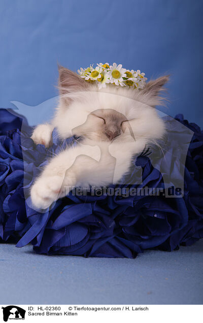 Heilige Birma Ktzchen / Sacred Birman Kitten / HL-02360