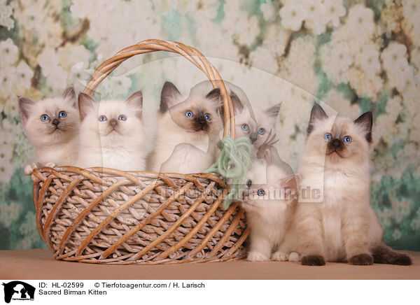 Heilige Birma Ktzchen / Sacred Birman Kitten / HL-02599