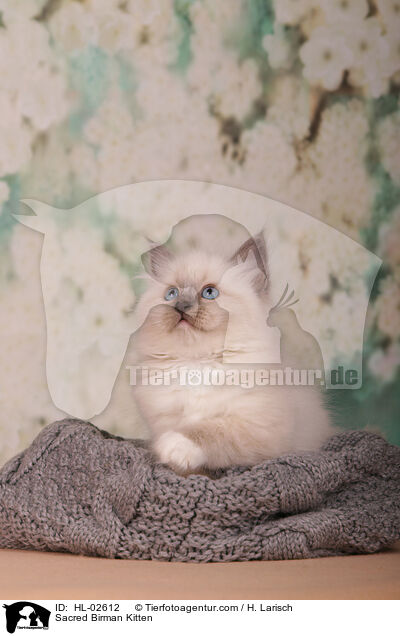 Heilige Birma Ktzchen / Sacred Birman Kitten / HL-02612