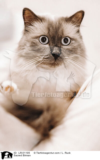 Heilige Birma / Sacred Birman / LR-01195