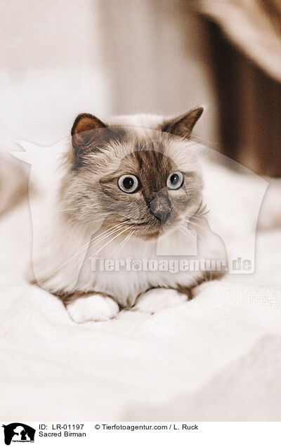 Heilige Birma / Sacred Birman / LR-01197