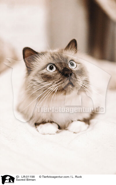 Sacred Birman / LR-01198