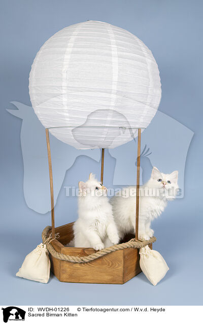 Heilige Birma Ktzchen / Sacred Birman Kitten / WVDH-01226