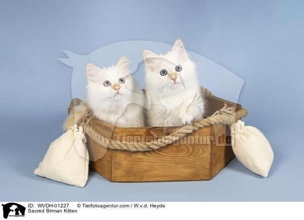 Heilige Birma Ktzchen / Sacred Birman Kitten / WVDH-01227