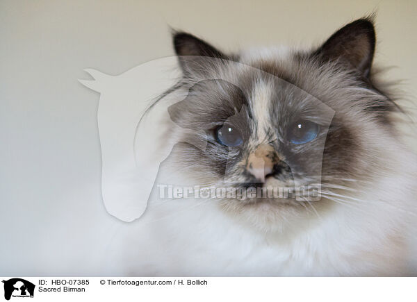 Heilige Birma / Sacred Birman / HBO-07385