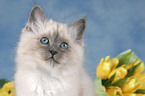 Sacred Birman kitten