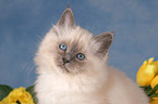 Sacred Birman kitten