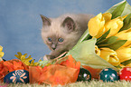 Sacred Birman kitten