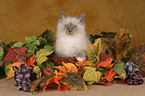 Sacred Birman kitten