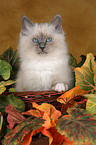 Sacred Birman kitten