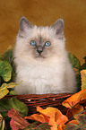 Sacred Birman kitten