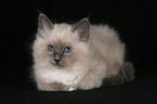 Sacred Birman kitten