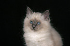 Sacred Birman kitten