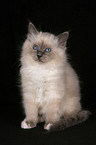 Sacred Birman kitten