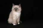 Sacred Birman kitten