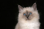 Sacred Birman kitten