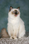 sitting Sacred Birman