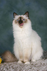 sitting Sacred Birman