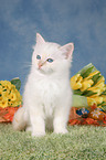 Sacred Birman kitten