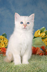 Sacred Birman kitten