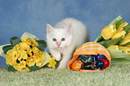 Sacred Birman kitten