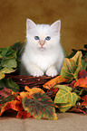 Sacred Birman kitten