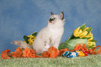 Sacred Birman kitten