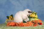 Sacred Birman kitten