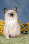 Sacred Birman kitten