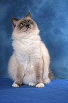 sitting Sacred Birman