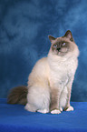 sitting Sacred Birman