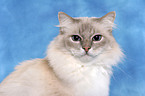 Sacred Birman Portrait