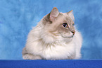 lying Sacred Birman