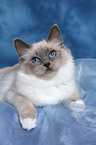 lying Sacred Birman