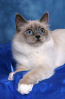 lying Sacred Birman