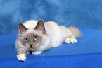 lying Sacred Birman