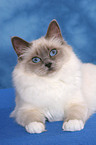 lying Sacred Birman