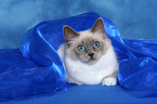 lying Sacred Birman