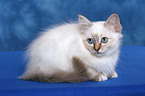 lying Sacred Birman kitten