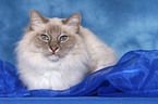 lying sacred birman