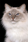 sacred birman portrait