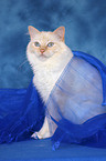 sitting sacred birman