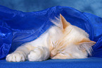 sleeping sacred birman