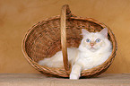 lying sacred birman in basket